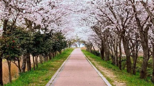 20日起，安徽合肥增開兩條“定制旅游公交專線”(圖2)